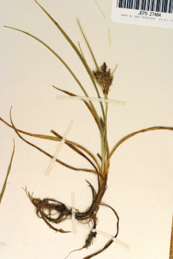 Deceiving sedge (Carex saliniformis), rhizomatous perennial, terminal spike staminate, lateral spikes pistillate. Vesta F. Hesse 457 (JEPS27484), “Boggy ground near Camp Evers, elev. ca. 400 ft.,” Scotts Valley (Santa Cruz County), May 23, 1944 [occur Deceiving sedge (Carex saliniformis), rhizomatous perennial, terminal spike staminate, lateral spikes pistillate. Vesta F. Hesse 457 (JEPS27484), “Boggy ground near Camp Evers, elev. ca. 400 ft.,” Scotts Valley (Santa Cruz County), May 23, 1944 [occur